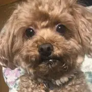poodle プロフ要確認の画像