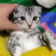 爽麻