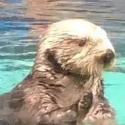 ハムストの画像