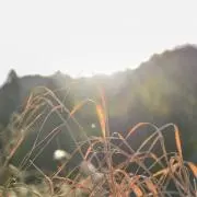 ぽにょの画像