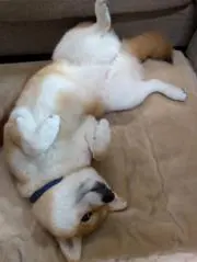 まままの画像