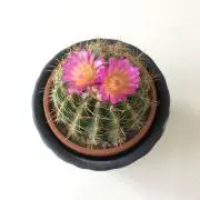 ぴぴぴの画像
