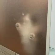 ねこもんちょの画像