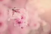 さくらの画像