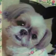 プリンの画像