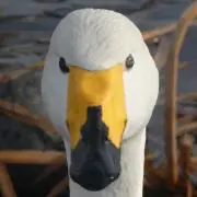 さく