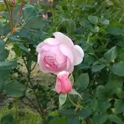 涙架