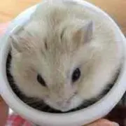 Massamama