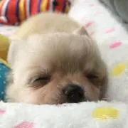 ふーしー