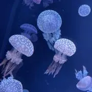 カリスマ