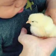 さかん