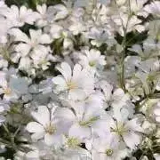 eee♥(ˆ⌣ˆԅ)オーダー受付中の画像