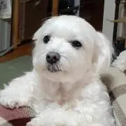 たろうの画像