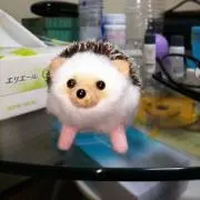はるの画像