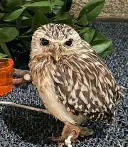 いっち