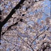 天裂