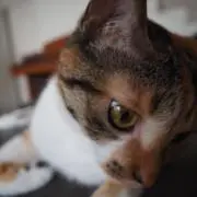 ゆら