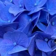 ❇︎あじさい❇︎の画像