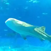 tonの画像