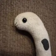 チンアナゴの画像