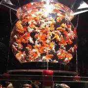 canaの画像