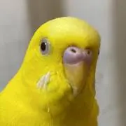 すいかにんげん︎︎☺︎の画像