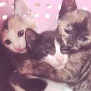 なぎの画像