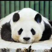 pandaの画像