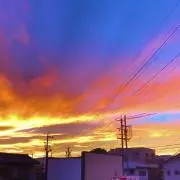 パープラー
