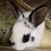 もっちゃんの画像