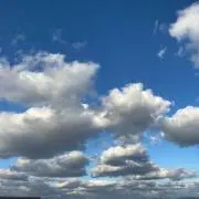 こうめの画像