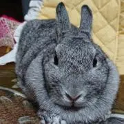 とこたく