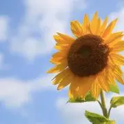 みぃ/プロフ見て下さいの画像