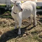 Tの画像