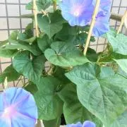 nujduの画像