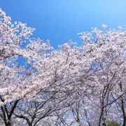 Simonsの画像