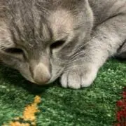 ばぁばの画像