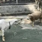 にんじん
