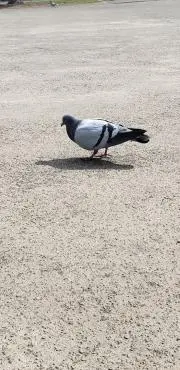 めの画像