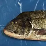 ニシ