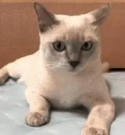 shinshin