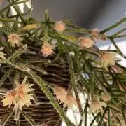 SABOの画像