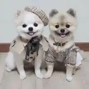 ぽむの画像