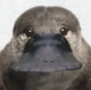 金欠ｶﾓﾉﾊｼちゃんの画像