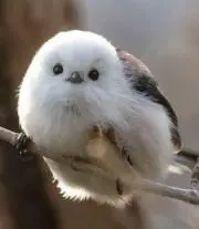 ゆずるの画像
