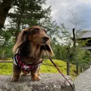 ぴすの画像