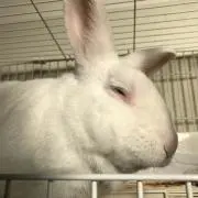 だいふく