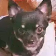 すーちゃんの画像