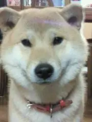 やんの画像