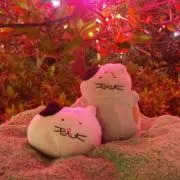 でぶねこฅミケฅ